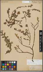Foto von Salix repens subsp. incubacea (L.) A. Neumann